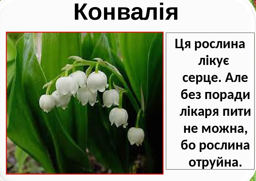 Лікарські рослини України by Natalia - Ourboox.com