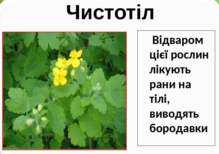 Лікарські рослини України by Natalia - Ourboox.com