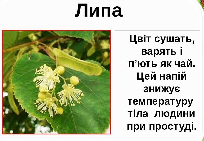 Лікарські рослини України by Natalia - Ourboox.com