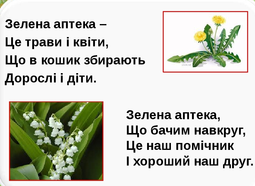 Лікарські рослини України by Natalia - Ourboox.com