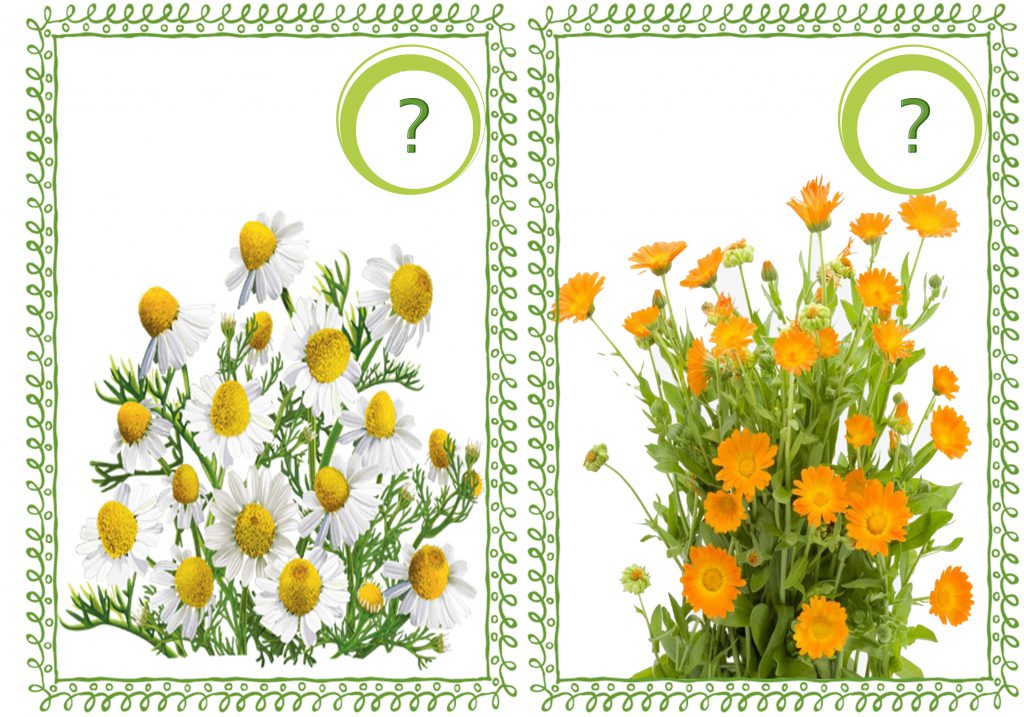 Лікарські рослини України by Natalia - Ourboox.com