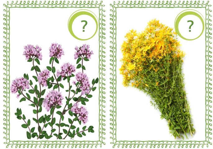 Лікарські рослини України by Natalia - Ourboox.com