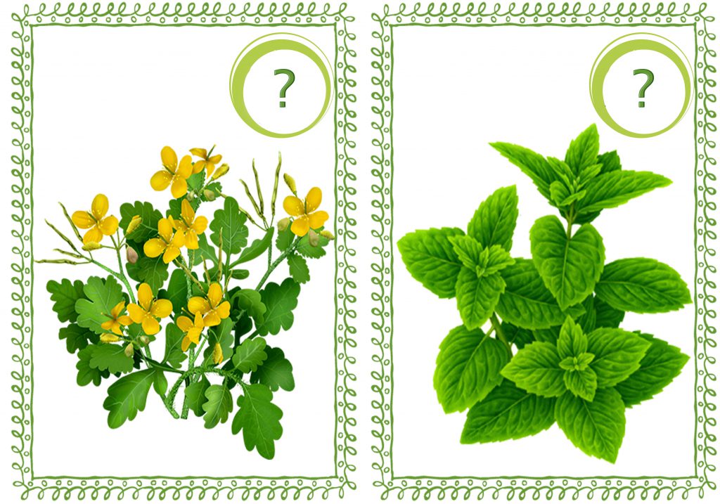 Лікарські рослини України by Natalia - Ourboox.com