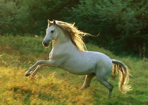 Володимир Дрозд «Білий кінь Шептало» by Natalija Tolmach - Ourboox.com