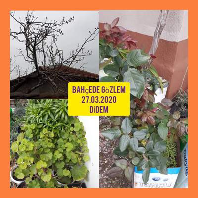 TOPLUYORUM ATMIYORUM HAYAL GÜCÜMLE HER ŞEYİ SANATA DÖNÜŞTÜRÜYORUM by cemile muslu - Ourboox.com