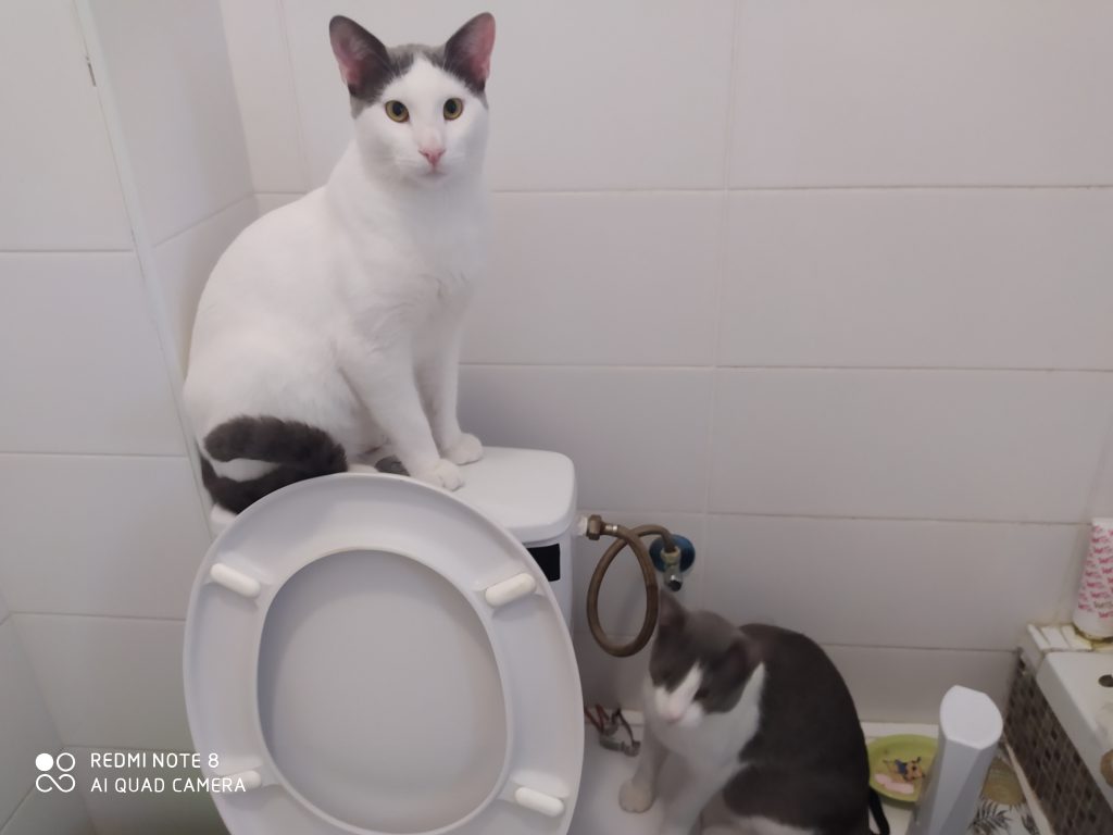 my cats by hadar - Ourboox.com