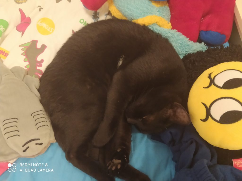 my cats by hadar - Ourboox.com