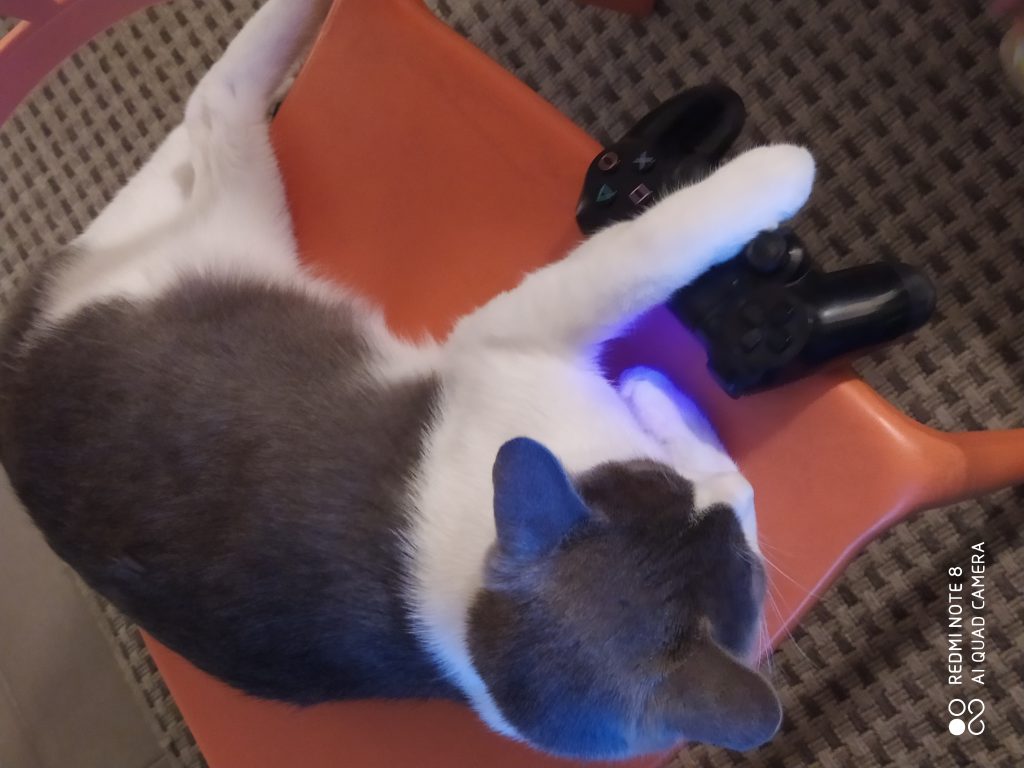 my cats by hadar - Ourboox.com