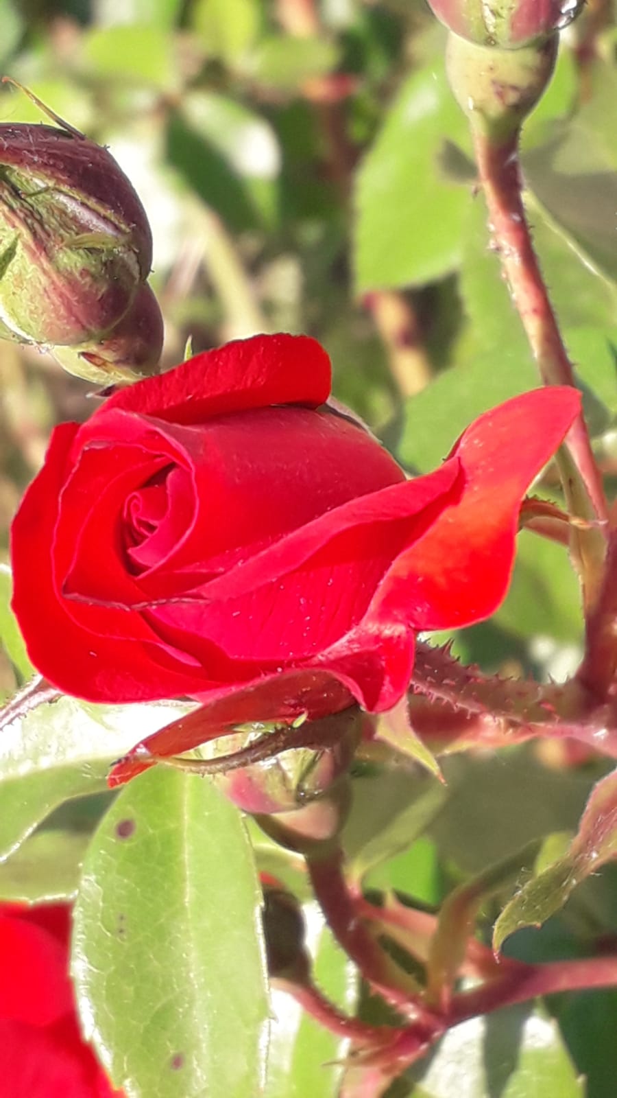 Storia by Lucia Cappelletti - Ourboox.com