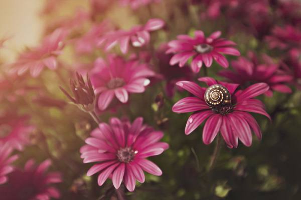 النبتات by ahmad - Ourboox.com