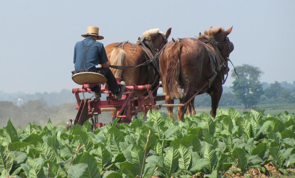 The Amish life style by erel abecasiss - Illustrated by erel and ela - Ourboox.com