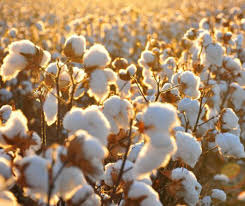 CORONAVIRUS by Thomas - Ourboox.com