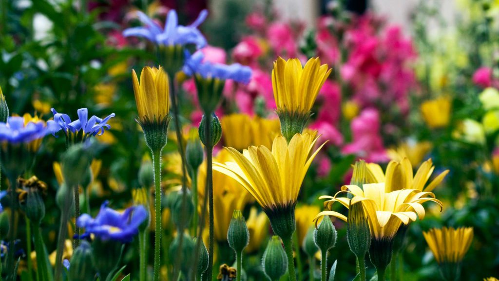 Вот и лето пришло……. by Snezka - Ourboox.com