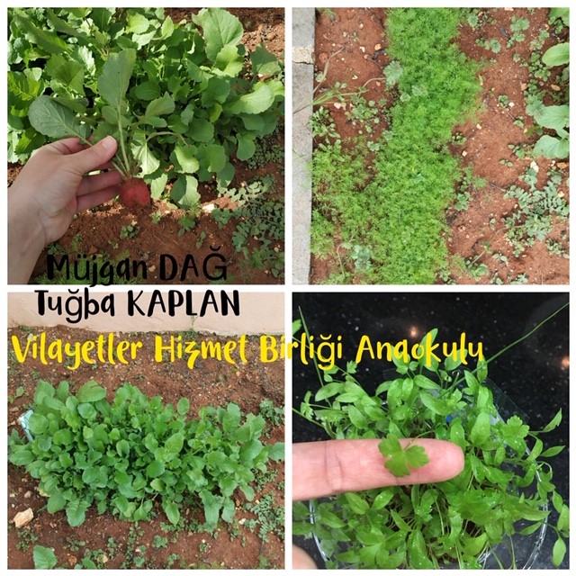 WALDORF İLE DOĞAYA DÖNÜŞ by Tuğba Kaplan - Ourboox.com