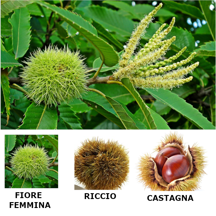 Conosco la terra in caa by alessandra pierri - Illustrated by Pictograms’ author: Sergio Palao Origin: ARASAAC (http://arasaac.org) Licenses: CC (BY-NC-SA) Property: Aragon Government - Ourboox.com