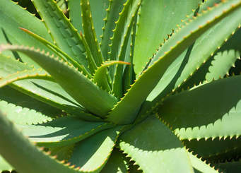 الصبار by yassmen - Illustrated by ياسمين صرصور - Ourboox.com