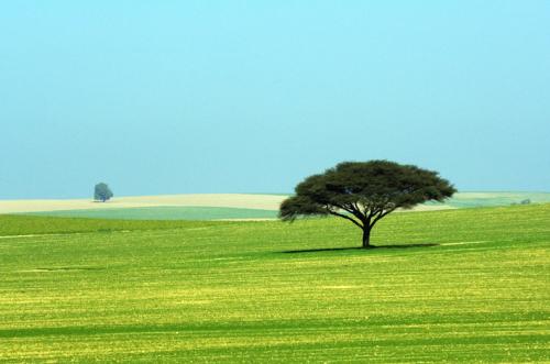 עץ בודד by Aber Bder - Illustrated by עביר בדיר - Ourboox.com