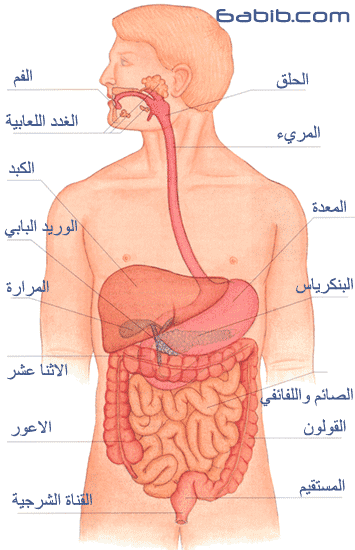 נבילה גיוסי by nabela jayousi - Illustrated by נבילה גיוסי - Ourboox.com