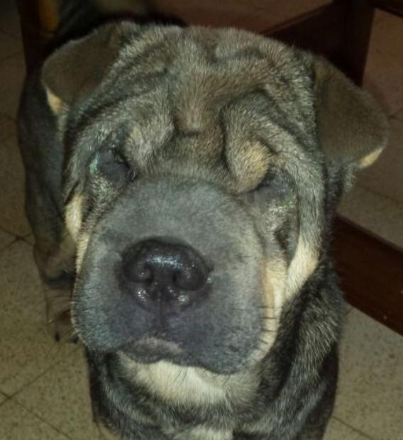 Gari the dog by shaykobani - Ourboox.com