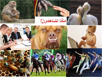 الاتصال لدى الكائنات الحيه by yusra sarsoor - Ourboox.com