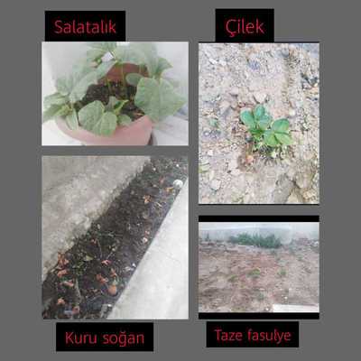 KENDİNİ SEV ÇEVRENİ KORU by HANİFE ÇEKMEZ - Ourboox.com