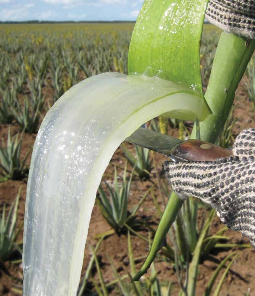 FOREVER לחיים בריאים ויפים יותר by yoni - Ourboox.com