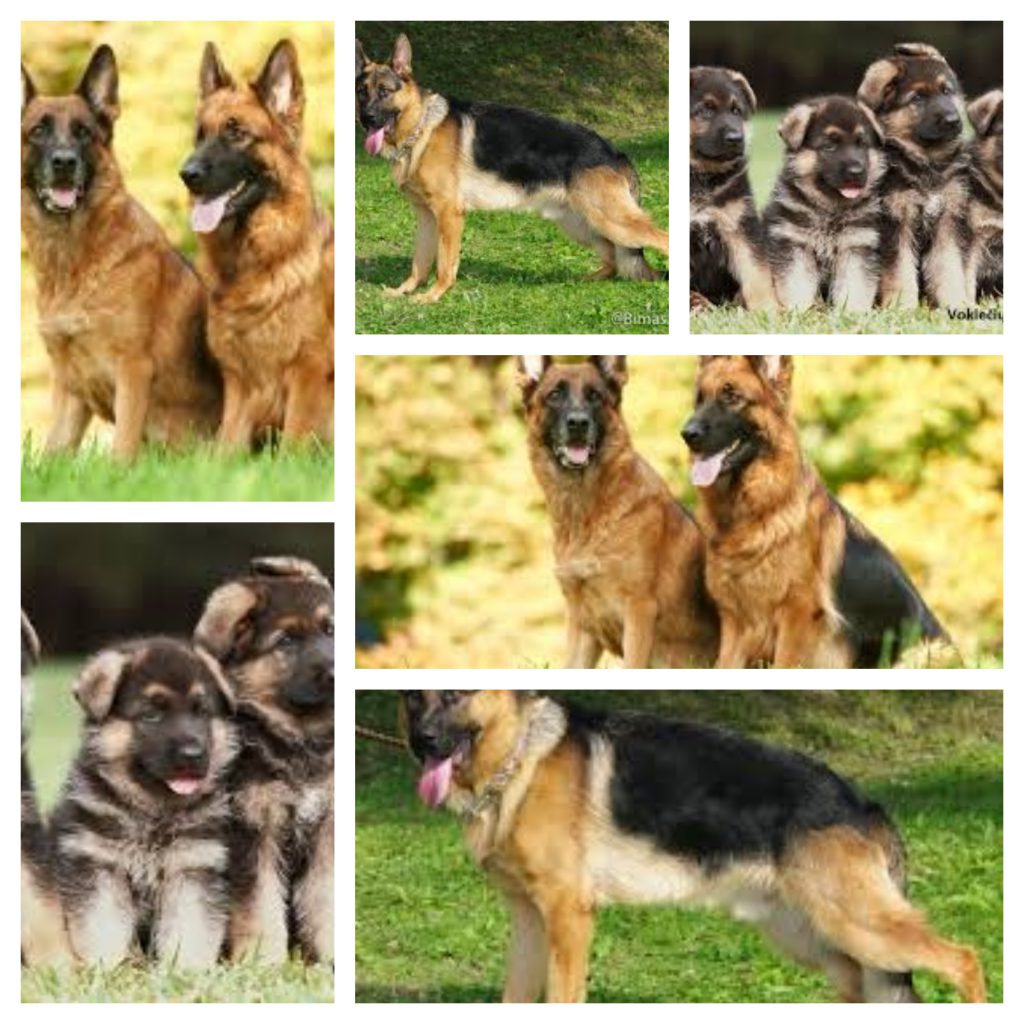 Trečiokai by Audra - Ourboox.com