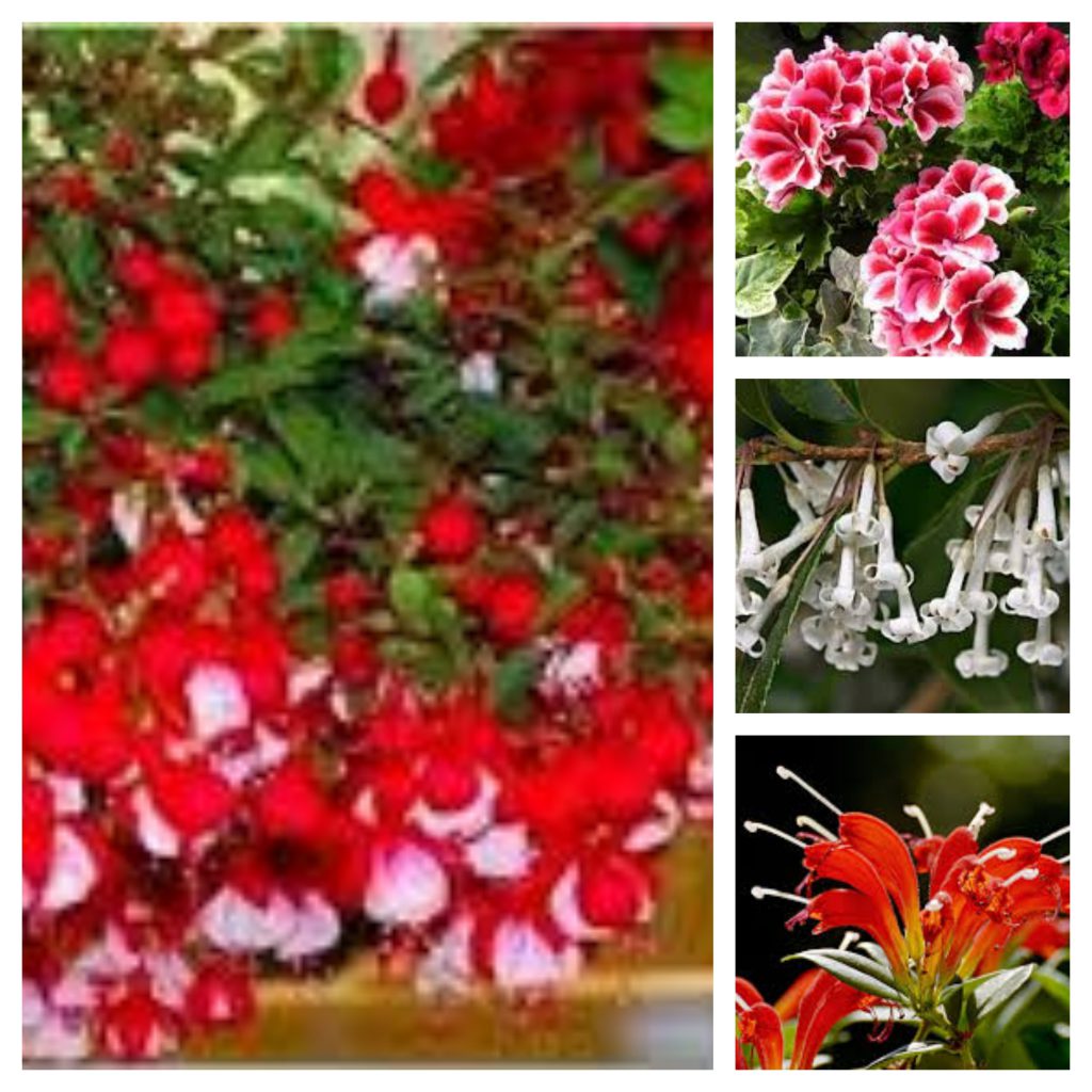 Mano pirmoji knyga by Violeta - Ourboox.com