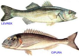 ÇİPURA İLE LEVREK ARASINDAKİ FARK by Dilber ÇOLAKOĞLU - Ourboox.com