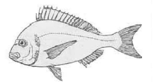 Çipura balıkları karnivor bir türdür.