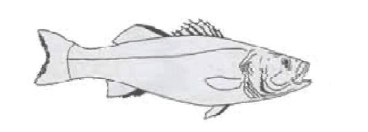 ÇİPURA İLE LEVREK ARASINDAKİ FARK by Dilber ÇOLAKOĞLU - Ourboox.com