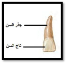 مبني الاسنان by abofoolaya - Ourboox.com