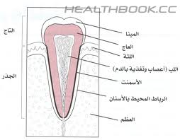 مبني الاسنان by abofoolaya - Ourboox.com