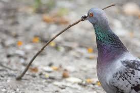 הדבורה והיונה by eldar oknin - Illustrated by מתוך "סיפור לכל יום" מהדורת עופרים - Ourboox.com