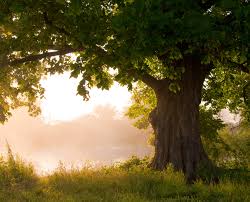 החוברת של רננה by adi oved - Ourboox.com