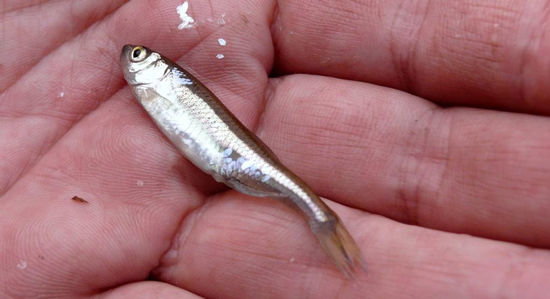 Les proverbes by Maciej Rubinkiewicz - Ourboox.com