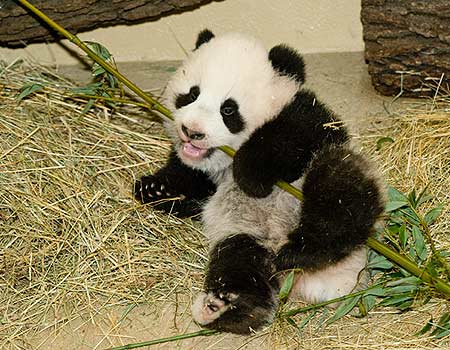 דובי הפנדה בראשון לציון- משי ותומר ד2 by neveoz - Ourboox.com