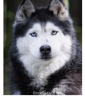 Two Were Left – Nimo by 7th Grade Advanced English Class - Ourboox.com