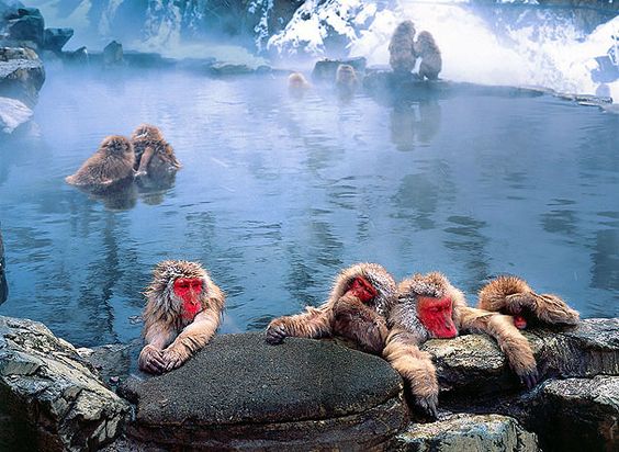 Les 9 des plus beaux endroits à visiter au Japon by Karolina Kasperska - Ourboox.com