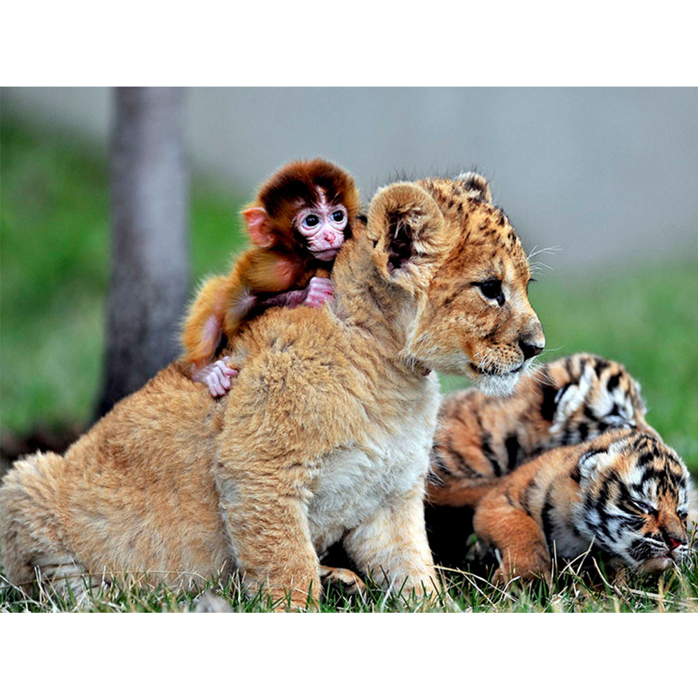 ספר המשלים שלנו – תלמידי ד’1, בית ספר הרצוג by koral ben arie - Ourboox.com