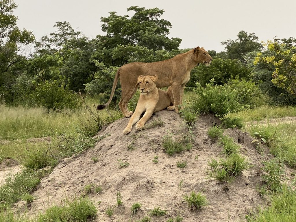 Animals in the wild by Robin Carlisle - Illustrated by RRC  - Ourboox.com