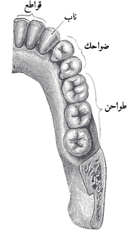 الاسنان by abofoolaya - Ourboox.com