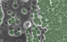 L’APPARATO DIGERENTE di BEATRICE ROSSET by Beatrice Rosset - Ourboox.com