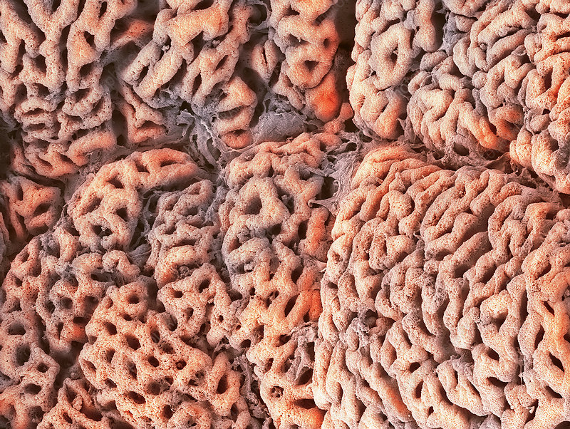 L’APPARATO DIGERENTE di BEATRICE ROSSET by Beatrice Rosset - Ourboox.com