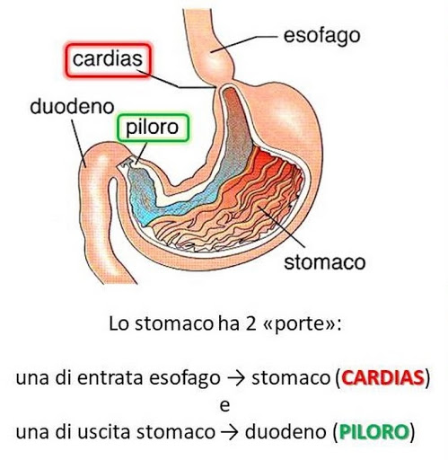L’APPARATO DIGERENTE di BEATRICE ROSSET by Beatrice Rosset - Ourboox.com