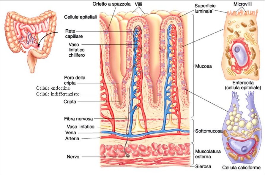 L’APPARATO DIGERENTE di BEATRICE ROSSET by Beatrice Rosset - Ourboox.com