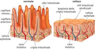 L’APPARATO DIGERENTE di BEATRICE ROSSET by Beatrice Rosset - Ourboox.com