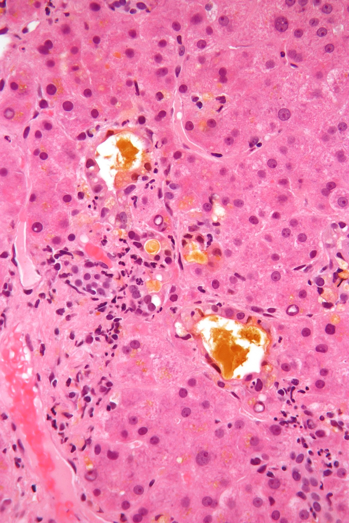 L’APPARATO DIGERENTE di BEATRICE ROSSET by Beatrice Rosset - Ourboox.com