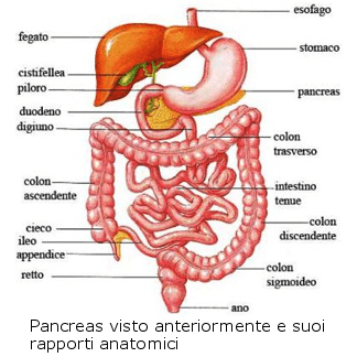 L’APPARATO DIGERENTE di BEATRICE ROSSET by Beatrice Rosset - Ourboox.com