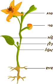חשיבה מיחשובית by natali osadon - Ourboox.com